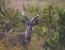 Pilanesberg to Kruger Tour
