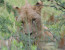 Pilanesberg to Kruger Tour