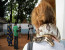  THE VOODOO NATIONS OF AFRICA EXPEDITION