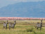 11-DAYS BEST OF KENYA AND TANZANIA BUDGET SAFARI MASAI MARA, LAKE NAKURU, AMBOSELI,ARUSHA, LAKE MANYARA, SERENGETI AND NGORONGORO CRATER.