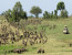 7 Days Tailor made Tour Northern Tanzania Safari