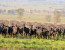 5 DAYS WILDERNESS SAFARI (KIDEPO & QUEEN ELIZABETH NATIONAL PARKS)