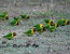 1 - Day Arusha National Park Safari