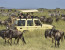 Amaizing Tanzania Serengeti Wildebeest Migration Special Family Safari.