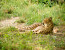 1- Days Safari -Manyara National Park