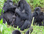3-Day Rwanda Gorilla Safari & Genocide Tour