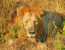A thrilling Safari experience with an eco-friendly Kruger National park