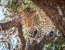 A thrilling Safari experience with an eco-friendly Kruger National park