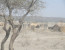 9 DAYS TANZANIA CULTURAL SAFARIS