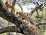 Private 12 Days Best of Kenya and Tanzania Wildlife Safari