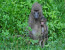  7 - Days Lake Manyara - Serengeti - Ngorongoro Crater - Tarangire Safari