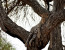 8 DAYS: GRUMETI HIGHLIGHTS (TARANGIRE, LAKE MANYARA, SERENGETI AND NGORONGORO) MAY--AUGUST
