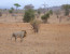 3 DAYS MASA MARA FLY-IN SAFARI