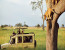 Tanzania Lodge Safari-6 Days itinerary with Tarangire, Lake Manyara & Eyasi, Serengeti & Ngorongoro Crater
