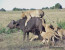 3 DAYS MAASAI MARA CAMPING SAFARI