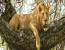 Amaizing Tanzania Serengeti Wildebeest Migration Special Family Safari.