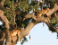 Tanzania Lodge Safari-6 Days itinerary with Tarangire, Lake Manyara & Eyasi, Serengeti & Ngorongoro Crater