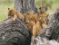 7 Days Migration Safari in Tanzania/Serengeti