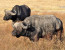 3 DAYS TENTED CAMPS SAFARI IN NGORONGORO CRATER