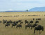 6 Days Masai Mara Wildebeest Migration Safari Holiday