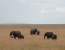 7 Days 6 Nights Best of Kenya Private Wildlife Safari 