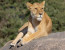 4 Days Budget Mid Range Safari Tour Tanzania