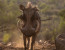 6 Days: Big Five & iSimangaliso Wetlands Photo 