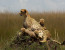 03Days /02Nights Maasai Mara Safari