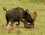 05Nights /06Days Wonders of Kenya Safari