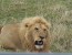 3 DAYS MASA MARA FLY-IN SAFARI