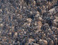 The Great Migration