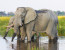 1 DAY TANZANIA SAFARI - ARUSHA NATIONAL PARK