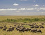 3 Days Masai Mara Wildebeest Migration Safari Tours