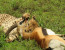 4 Days Mara Nakuru budget Camping Safari