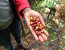 Materuni Waterfalls & Coffee Tour from Moshi