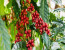 Materuni Waterfalls & Coffee Tour from Moshi