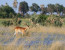 Affordable Botswana Experience