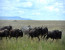 6 DAYS CLASSIC BUDGET CAMPING AND CULTURE (TARANGIRE, SERENGETI, NGORONGORO AND EYASI