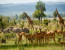 3 Days 2 Nights Day Mikumi National Park Lodge Safari