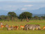 2 Days Wildlife Safari -Mikumi National Park 