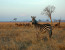 3 Days 2 Nights Day Mikumi National Park Lodge Safari
