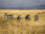 5 Days 4 Nights Ruaha Wildlife Lodge Safari