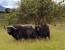 4 Day-Lake Manyara, Serengeti National park, Olduvai Gorge and Ngorongo crater