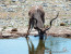 10 Day Botswana Wildlife & Nature 