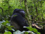 10 Days - Chimps, Crater Lakes, Climbing Lions, Gorillas 
