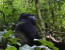 Gorillas, Lions and Birding Safari 