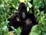 3 Days Gorilla Tracking Safari in Rwanda