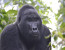 4 Day Gorilla Trekking Rwanda & Wildlife Safari