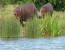 3 days Murchison Falls safari with Big 5 sightseeing
