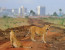 Nairobi National park Morning Game Drive.